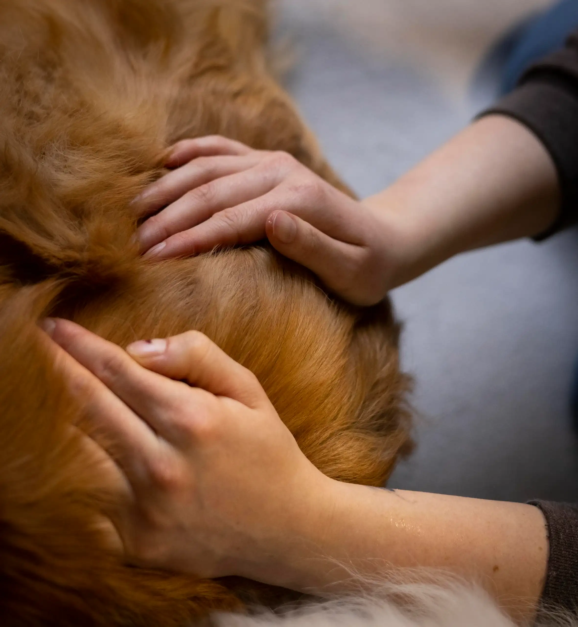 Tierosteopathie am Hund